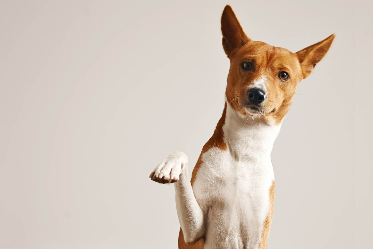 Brown and white dog with pointed ears raising paw - perfect example for dog breed identification using Barky app